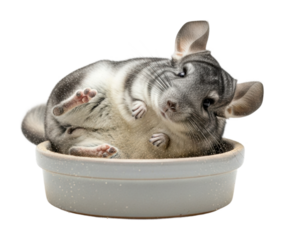 Chinchilla relaxing in a bowl home animal isolated on transparent background
