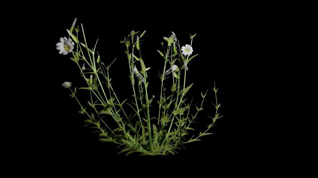 cerastium arvense flower tree swaying in autumn and winter wind, realistic animation with transparent background and alpha channel in 4k