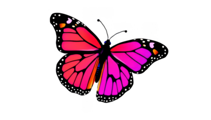 Vibrant pink butterfly
