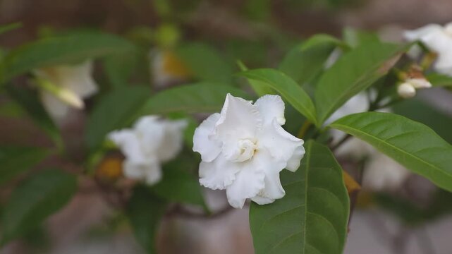 Tagar Multi Petal Flower or crape jasmine in garden