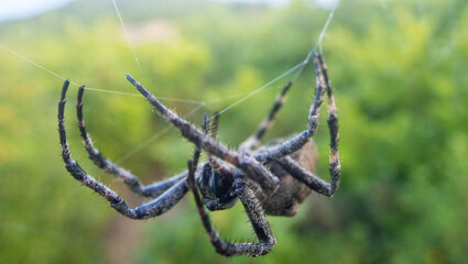 A tangle-web spider (Theridiidae) on a web in a broad-leaved oak forests in Sikhote Alin mountains....