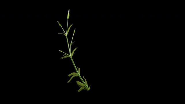 cerastium arvense flower tree swaying in autumn and winter wind, realistic animation with transparent background and alpha channel in 4k
