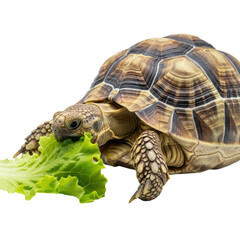 Obraz premium Turtle eating lettuce environment animal isolated on transparent background