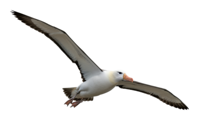 Majestic albatross soaring above oceanic landscape nature isolated on transparent background