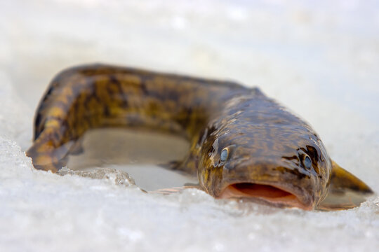 Ice fishing. Eelpout (Lota lota) in late winter on northern rivers. Fishing line for bottom (leger rig). It is close-up on thawed ice and hand. Unusual fish without scales and slippery as eel