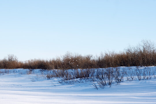 white grouse (Lagopus lagopus) winter in tundra river valleys overgrown with birch and willow. Birds gather in large flocks. Yamalo-Nenets winter