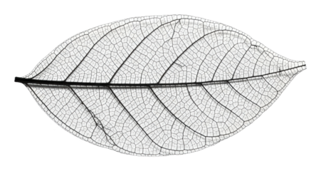 Delicate leaf skeleton nature isolated on transparent background