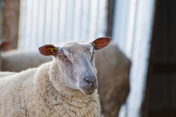 gros plan sur un mouton