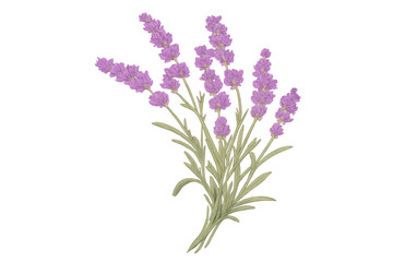 Obraz premium Lavender flowers illustrating an aromatic perennial herb, creating a floral bouquet with purple blossoms, on a transparent background
