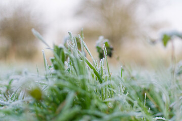 gel&eacute;e du matin sur l'herbe du jardin. m&eacute;teo hivernale