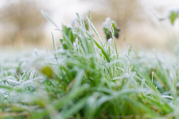gel&eacute;e du matin sur l'herbe du jardin. m&eacute;teo hivernale