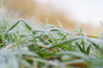 gel&eacute;e du matin sur l'herbe du jardin. m&eacute;teo hivernale