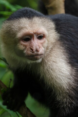 White faced Capuchin Monkey gets a close up portrait in the tropical rainsforest of Costa Rica