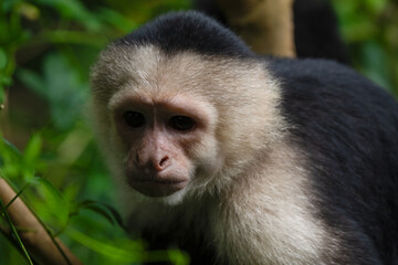 Obraz premium White faced Capuchin Monkey gets a close up portrait in the tropical rainsforest of Costa Rica
