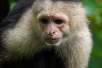 White faced Capuchin Monkey gets a close up portrait in the tropical rainsforest of Costa Rica