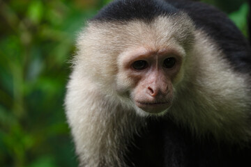 White faced Capuchin Monkey gets a close up portrait in the tropical rainsforest of Costa Rica