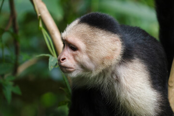 White faced Capuchin Monkey gets a close up portrait in the tropical rainsforest of Costa Rica