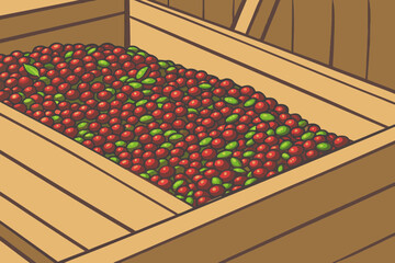 Close up of freshly harvested red and green coffee beans piled in a wooden crate, ready for processing.