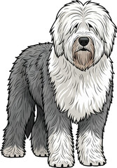 Old English Sheepdog standing cute facing front view pose