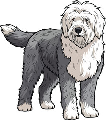 Old English Sheepdog standing alert focused looking away pose
