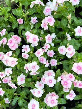 Vinca Flower Blooming in Natural Light