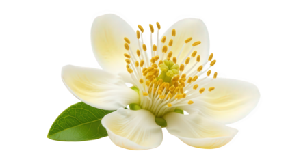 White flower with yellow stamens and green leaf isolated on transparent background