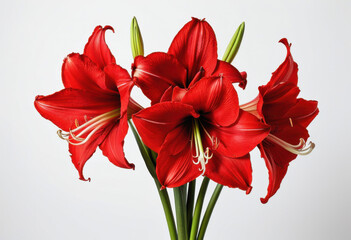 Red amaryllis bouquet on white background, classic arrangement, elegant composition