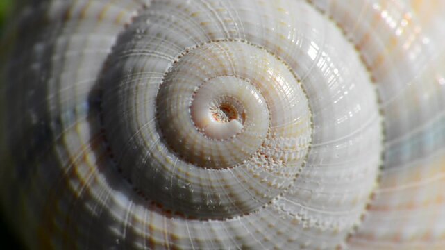 Close-up macro of a snail shell spiral, intricate texture, subtle colors, background abstract. Possible use for design