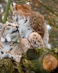 Obraz premium Two lynxes relax on tree branches in a forest during a calm day