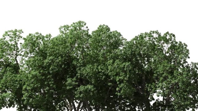 3D realistic trees isolated on white background. With alpha channel it can be used for architecture visualization or motion graphics.