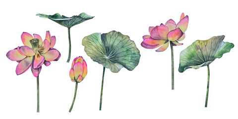 Watercolor botanical set lotus flowers and leaves in vibrant pink, yellow, and green tones. for spa branding eco packaging wellness products yoga studios textile design and meditation-related visuals