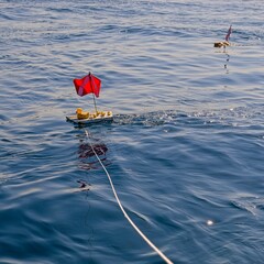 Diver&rsquo;s buoy with comical flock of rubber ducks