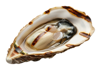 Harvesting fresh oysters coastal shore food natural isolated on transparent background