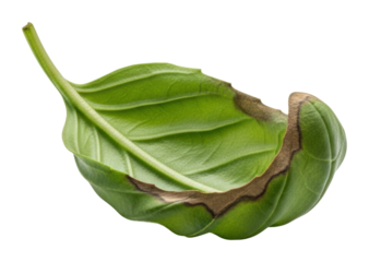 Nature's basil leaf detail green color organic concept isolated on transparent background