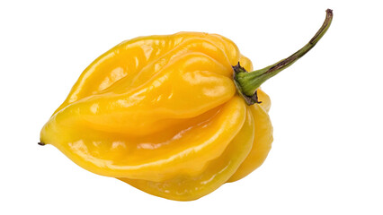 Vibrant yellow ghost pepper with green stem on black background