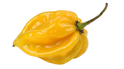 Vibrant yellow ghost pepper with green stem on black background