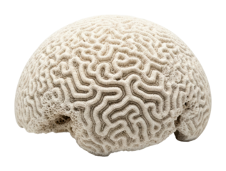 Coral reef brain coral structure underwater marine life isolated on transparent background