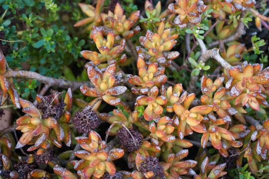 High angle shot of orange Sedum succulents showing natural sun stress and heat scorch on leaf tips. Authentic botanical image for gardening guides, plant pathology and drought survival topics.