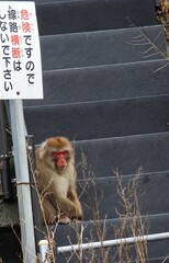 工事現場に侵入した野生のニホンザル
