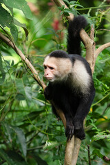 White faced Capuchin Monkey is perched high above in a tree of tropical rainsforests of Costa Rica