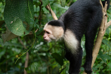White faced Capuchin Monkey is perched high above in a tree of tropical rainsforests of Costa Rica