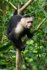 Fototapeta premium White faced Capuchin Monkey is perched high above in a tree of tropical rainsforests of Costa Rica