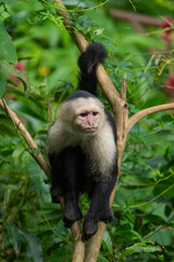 Fototapeta premium White faced Capuchin Monkey is perched high above in a tree of tropical rainsforests of Costa Rica