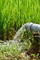 Water flowing from an irrigation pipe into a green agricultural field, representing farming, crop irrigation, water management, and sustainable agriculture.