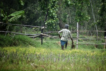 Rear view of an Indian farmer working in a green agricultural field using traditional tools. Rural lifestyle, farming culture, sustainable agriculture and countryside environment in India.