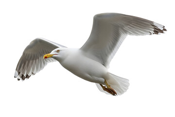 Obraz premium Seagull in flight with wings spread isolated on transparent background