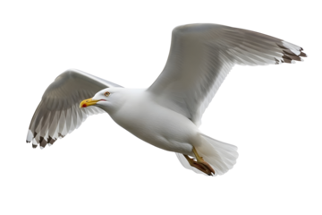 Seagull in flight with wings spread isolated on transparent background