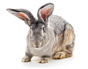 Fototapeta premium Grey rabbit sitting on a white background.