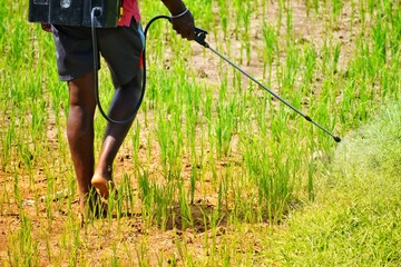 Farmer spraying crops in a green field, representing agriculture, crop protection, rural work, and sustainable food production