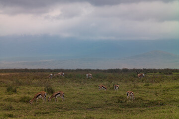 Fototapeta premium Deer at Ngorongoro Crater, Tanzania eat near a lake